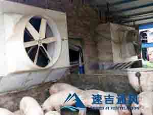 400平方豬舍配水簾風機怎么計算？速吉通風案例詳解